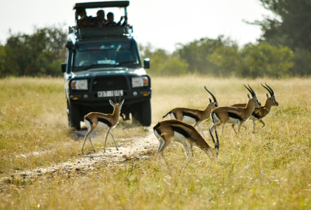 What Does an African Safari Cost