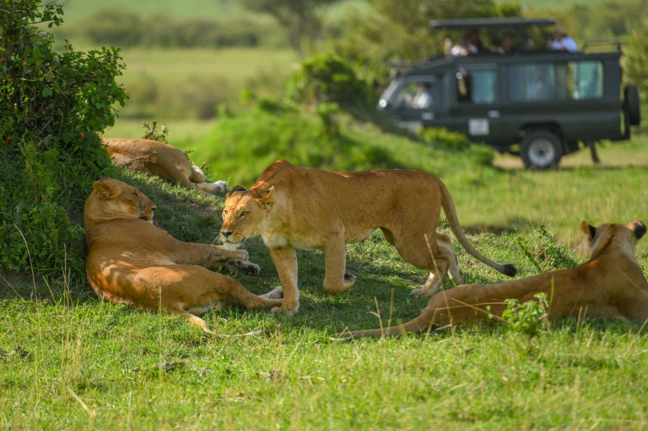 Best time to Do a Kenyan Safari