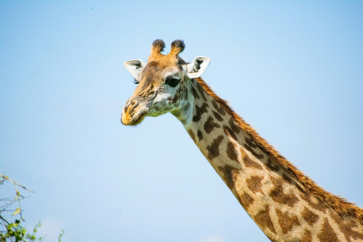 Giraffe on Safari