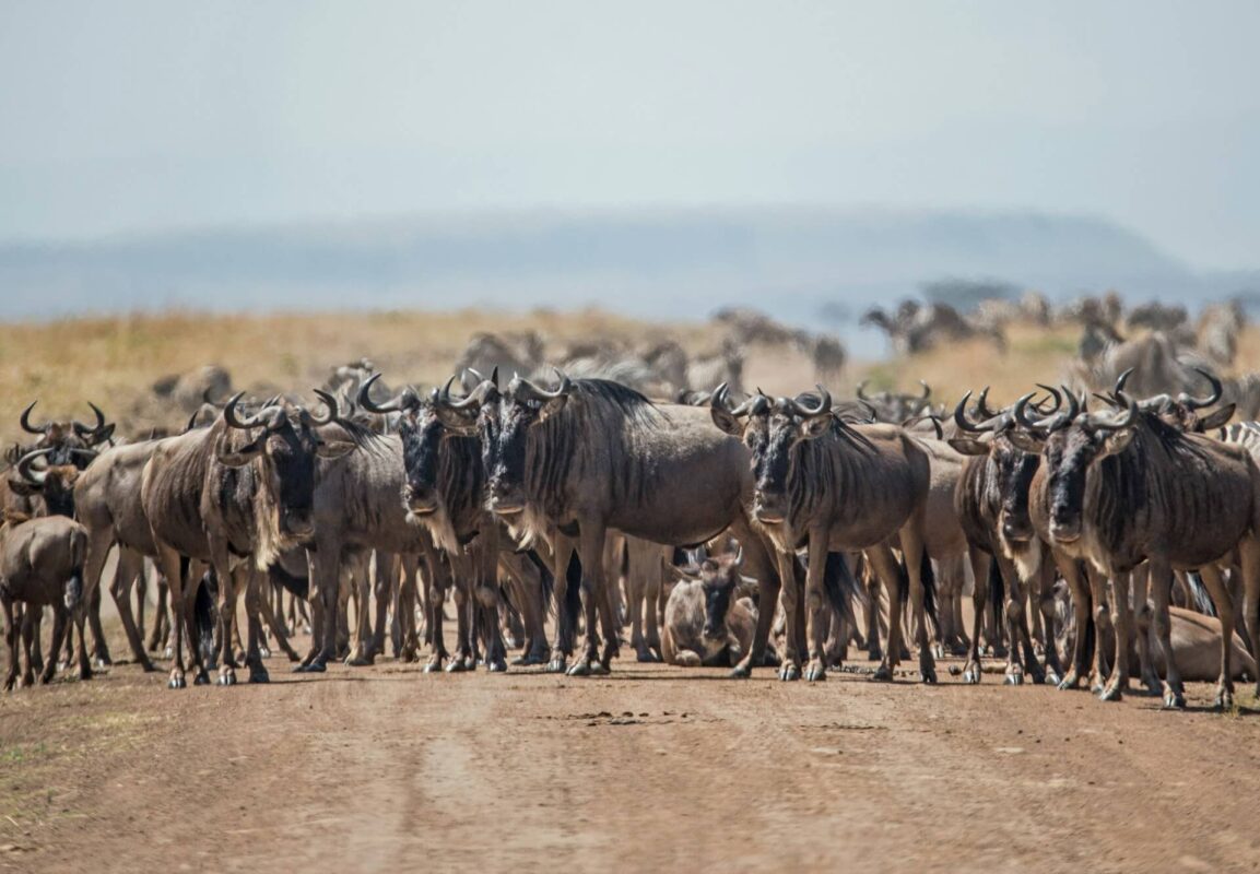 Wildebeests in Masai Mara spotted by Nenkai Expeditions