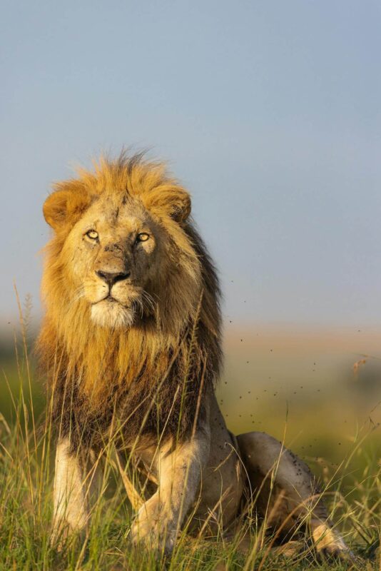 Lion on Kenya Safari