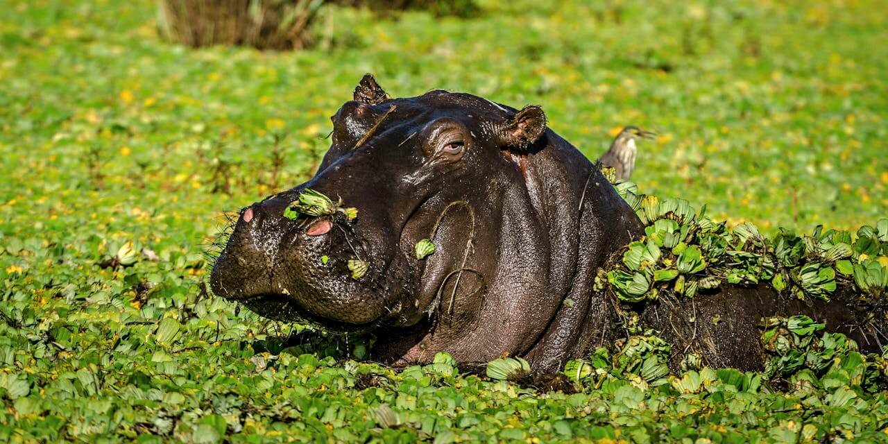 Hippo