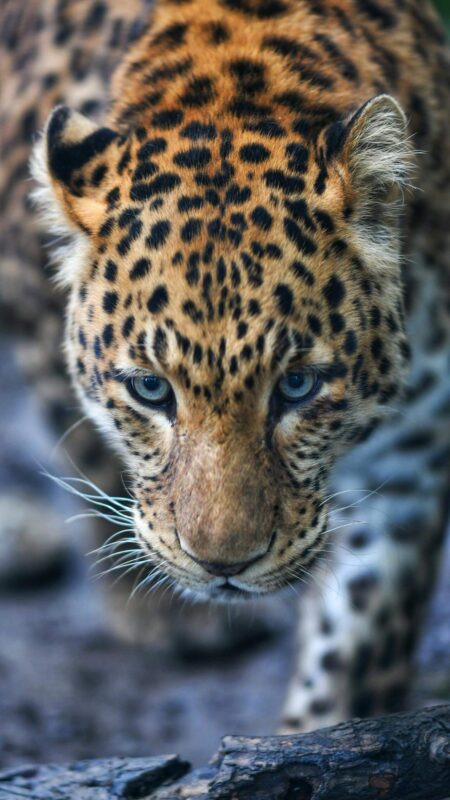 Leopard Nenkai Expeditions
