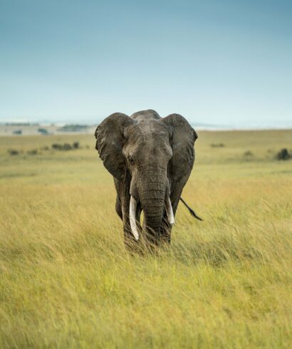 Elephant spotted by Nenkai Expeditions