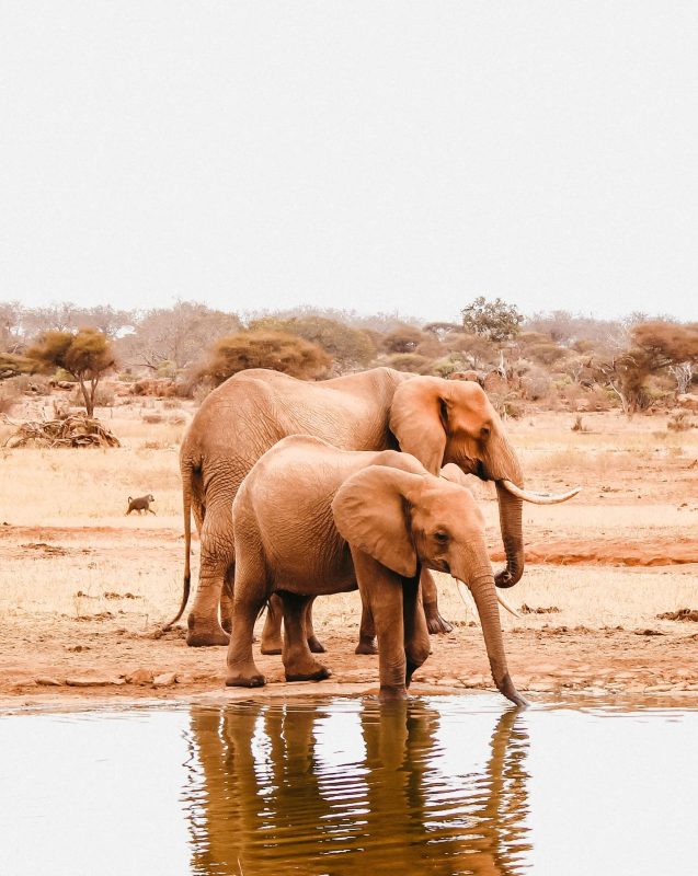 Tsavo NationaL Park