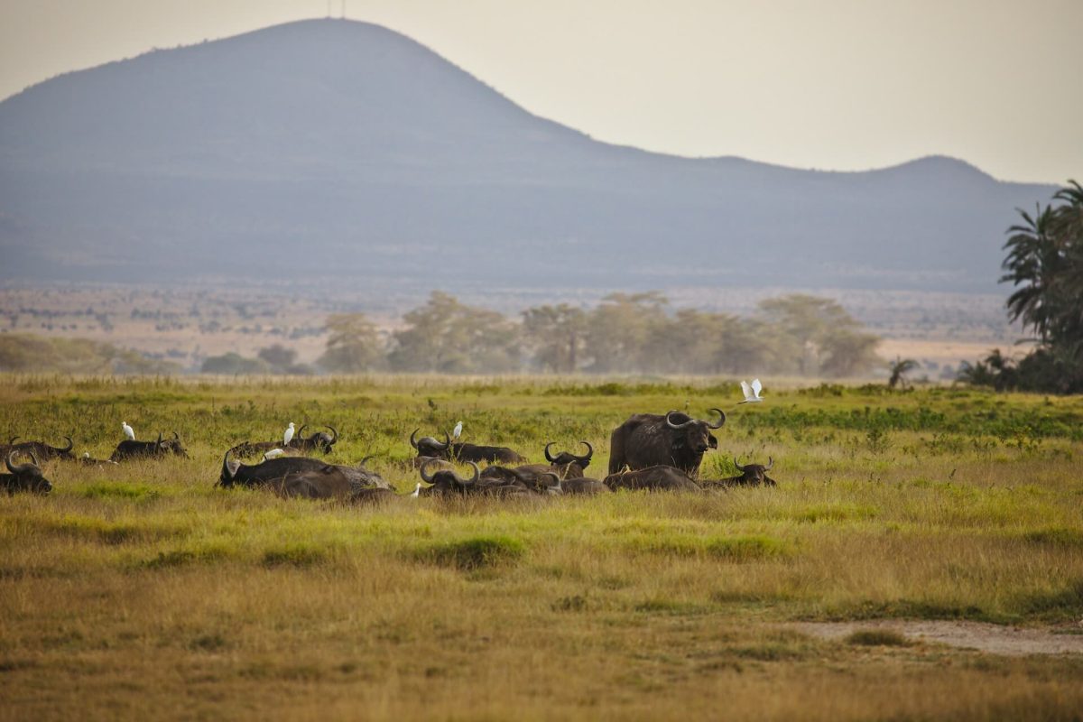 What Does an African Safari Cost