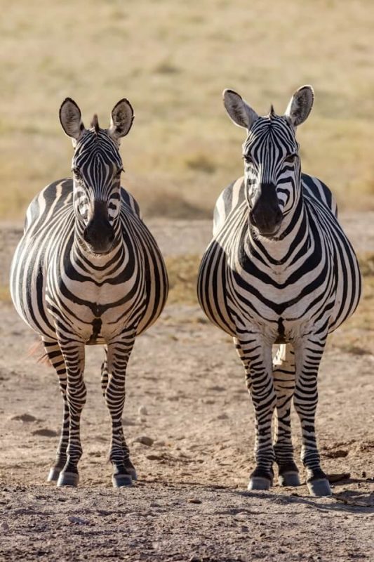 Zebras on safari