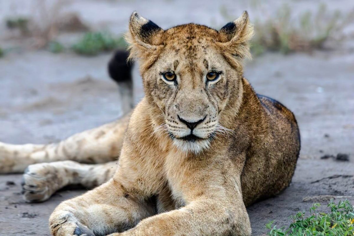 Lion at Maasai Mara
