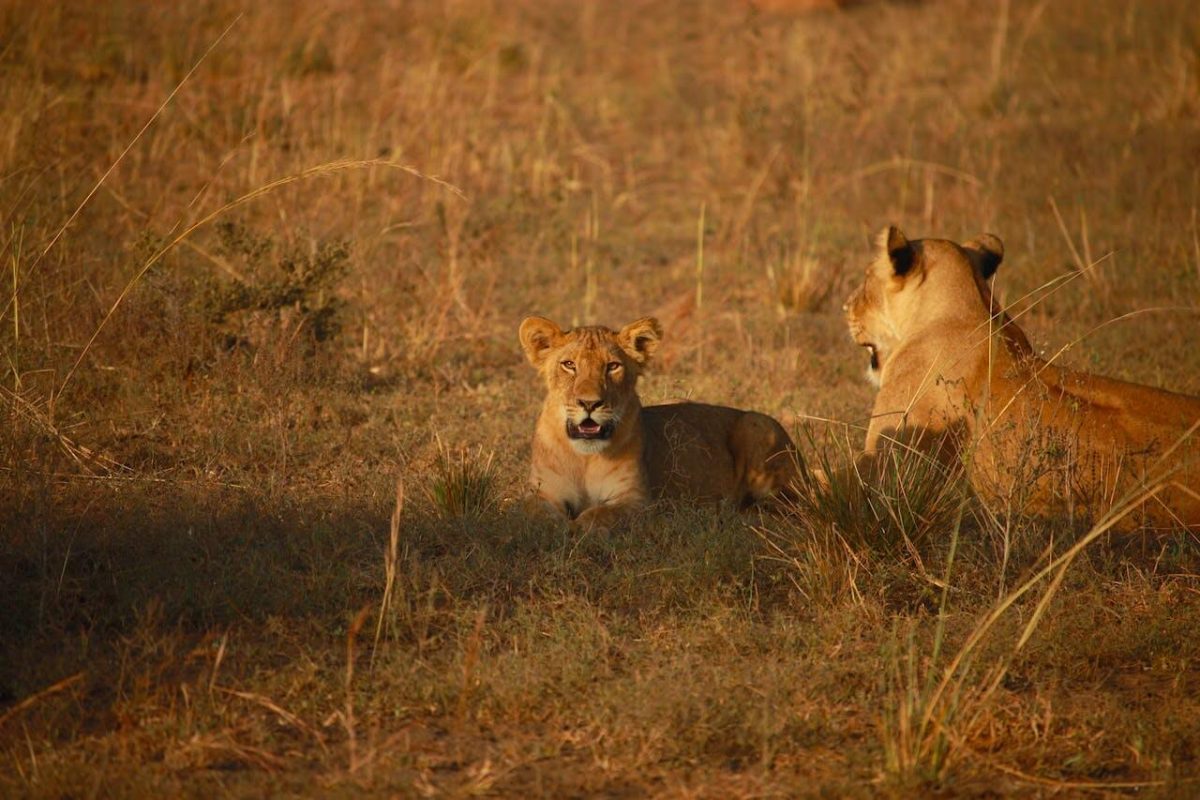 Lions at Masai Mara