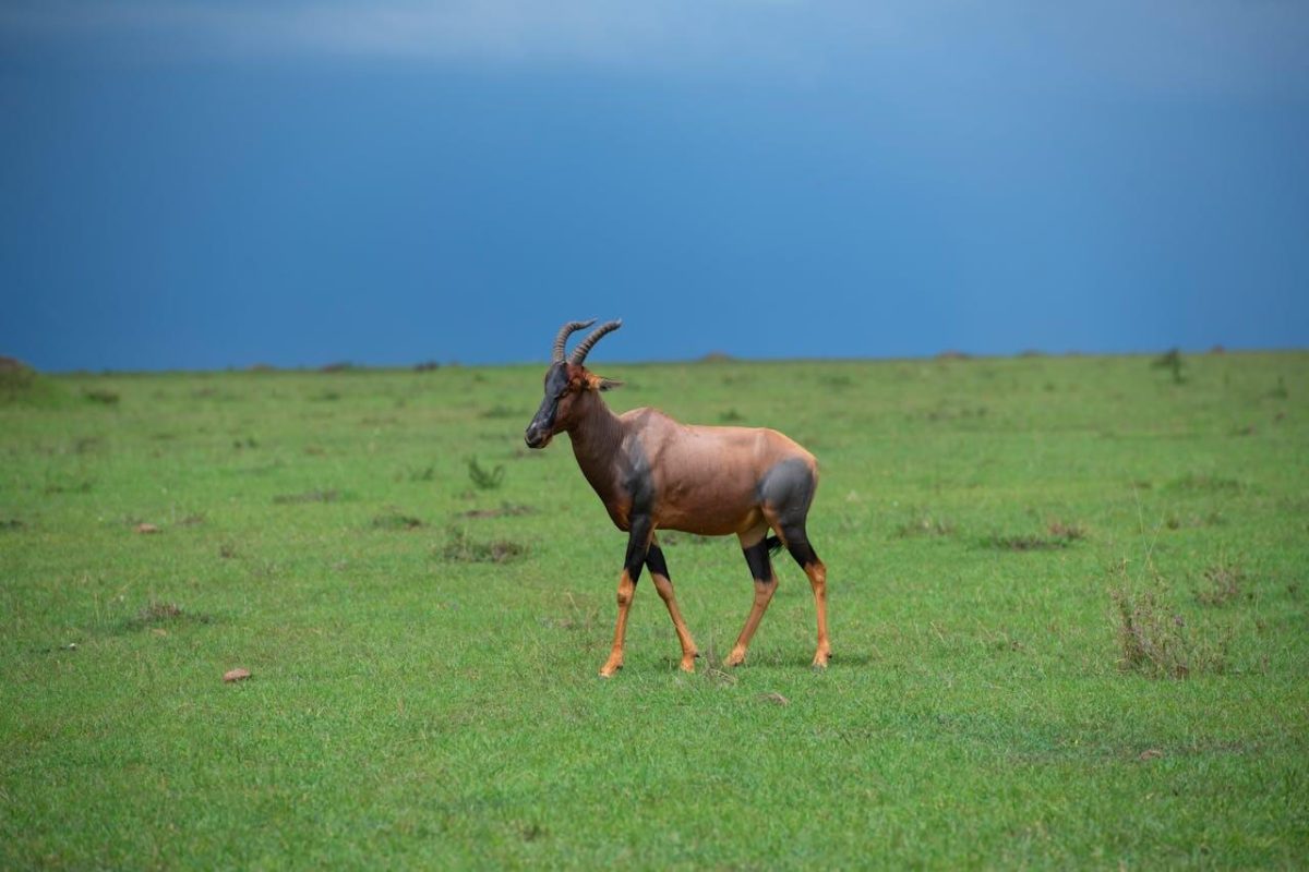 3-Day Masai Mara National Reserve Safari - Midrange