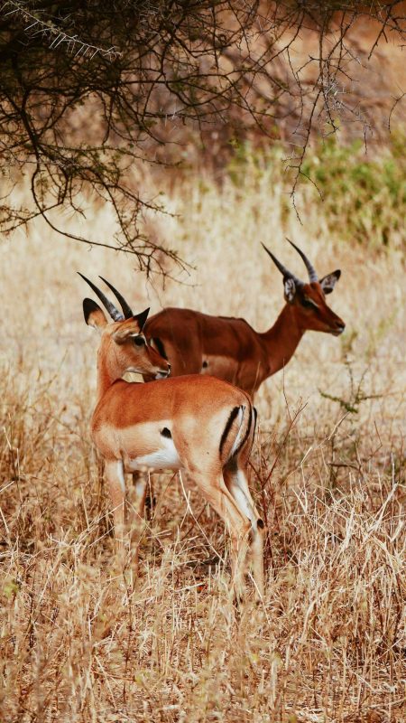 5-Day Ol Pejeta & Masai Mara Safari – Mid-Range