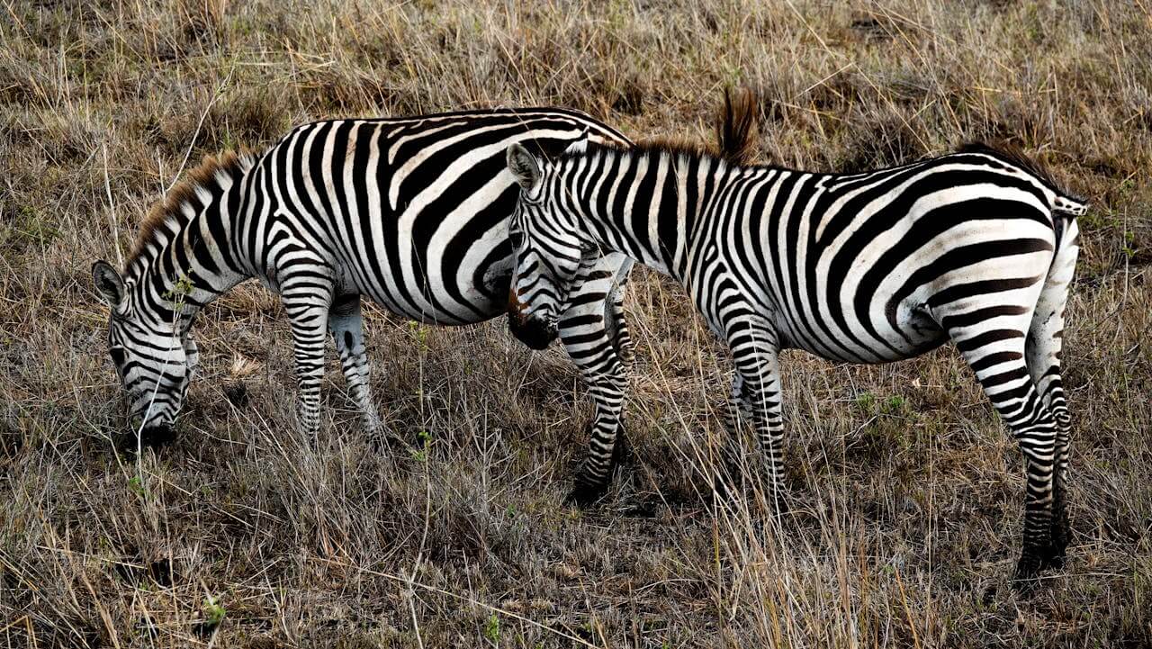 3-Day Masai Mara National Reserve Safari - Midrange