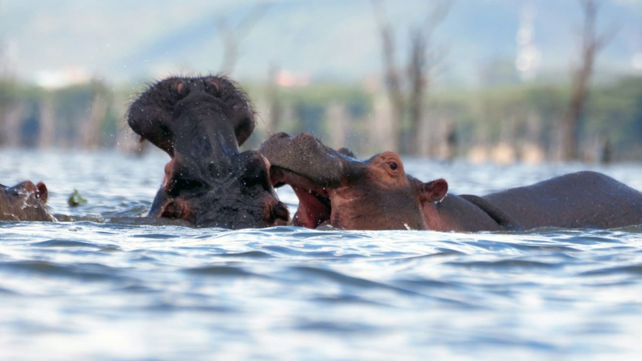 Hippos at Lake Naivasha