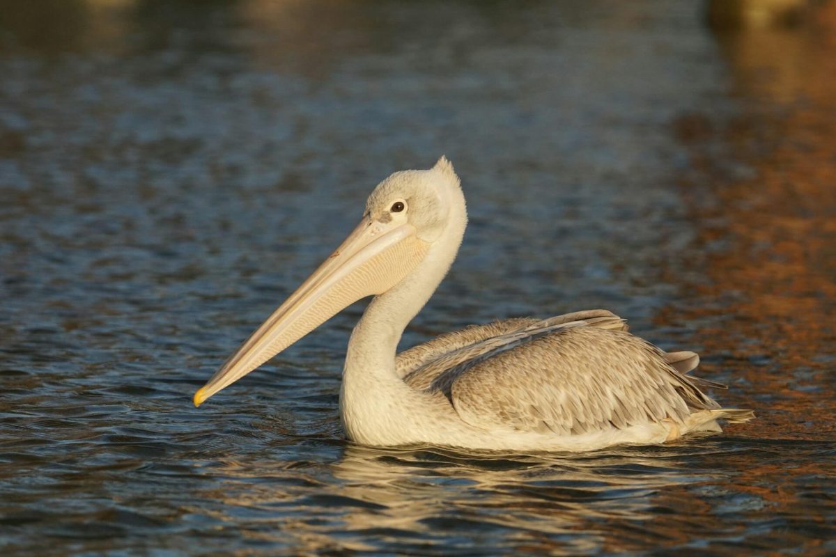 Lake Naivasha